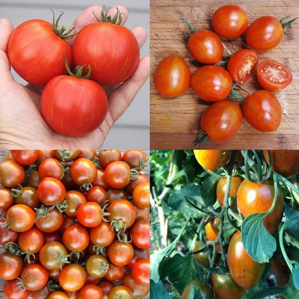 Organic Vegetable, Herb and Fruit Plants