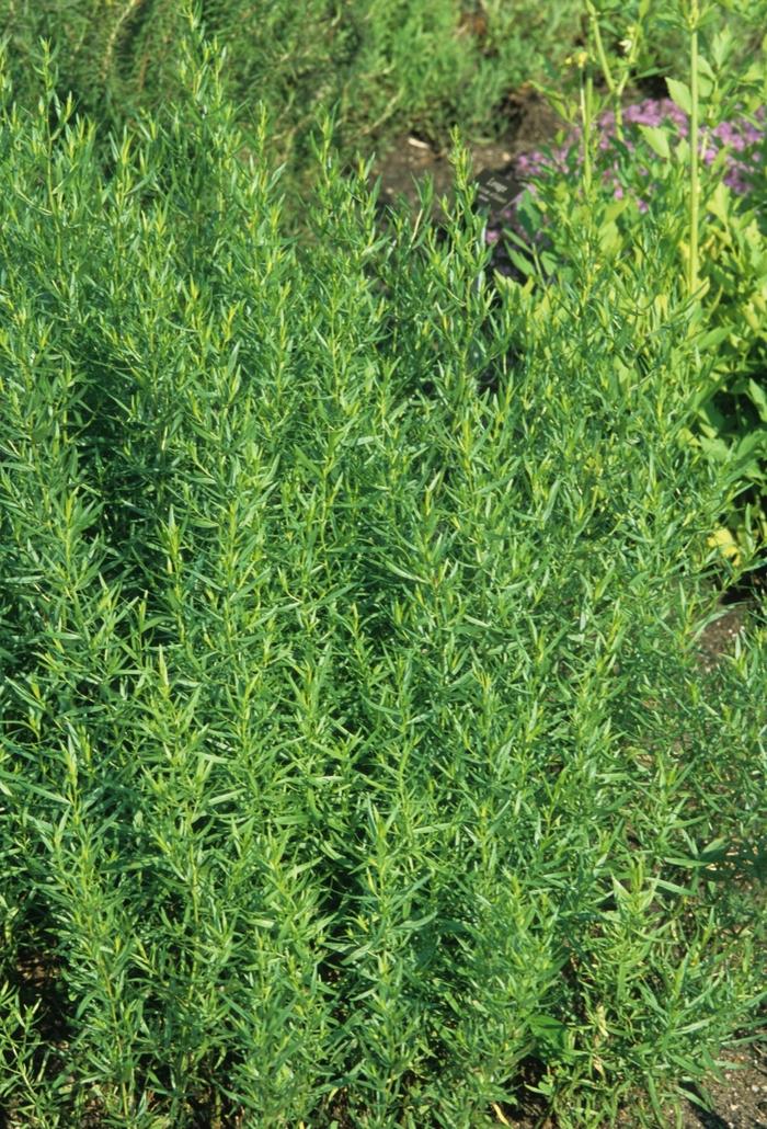 Artemisia dracunculus 