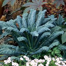 Brassica oleracea 'Black Tuscany' - Kale, Tuscan from My Organic Table