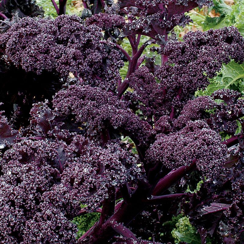 Brassica oleracea 'Redbor' - Kale, Red from My Organic Table