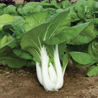 Brassica rapa 'Joi Choi' - Joi Choi Pac Choi Cabbage from My Organic Table