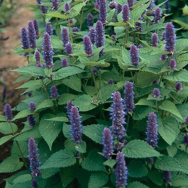 Hyssopus officinales - Hyssop from My Organic Table
