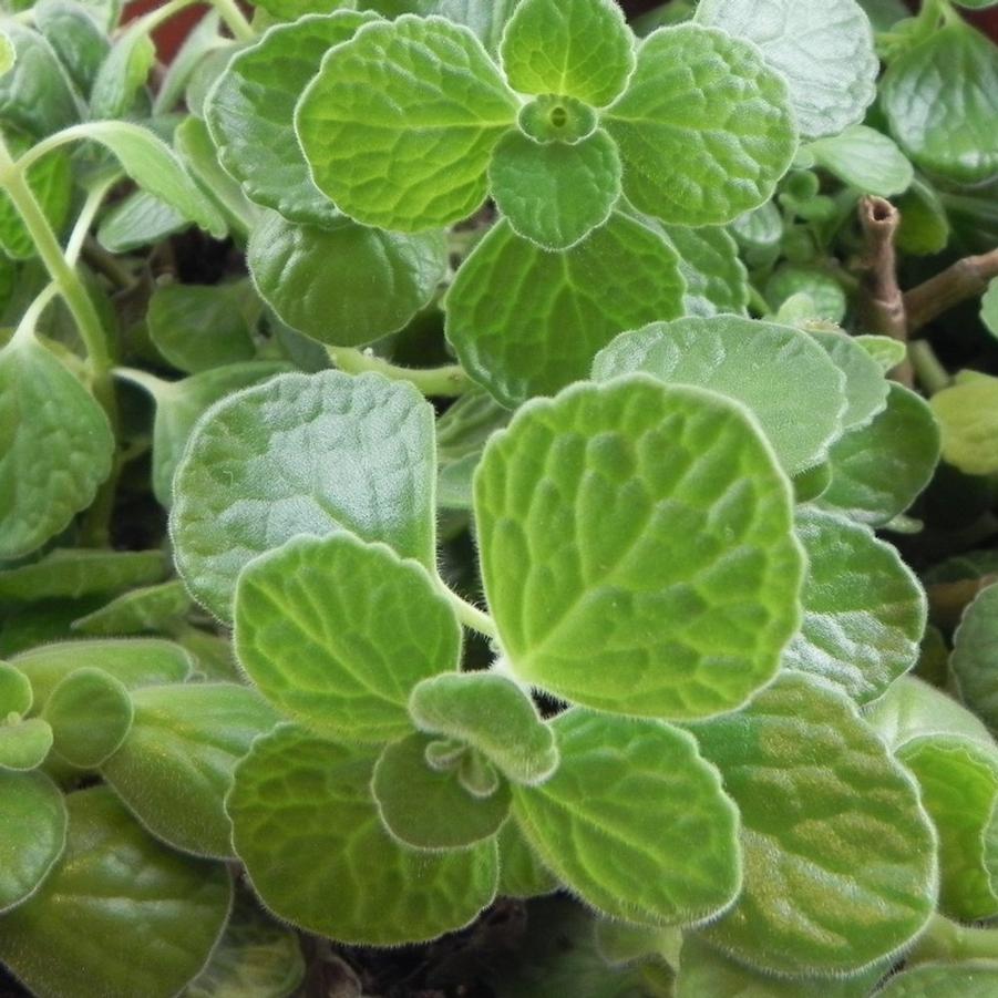 Lippia graveolens 'Oregano, Mexican' - Oregano, Mexican from My Organic Table