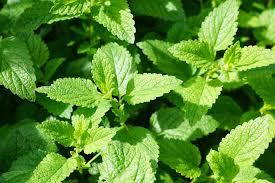Mentha spicata 'Mojito' - Mint, Mojito from My Organic Table
