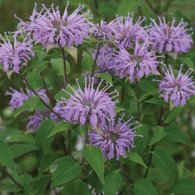 Monarda fistulosa 'Monarda (Wild Bergamot)' - Monarda (Wild Bergamot) from My Organic Table