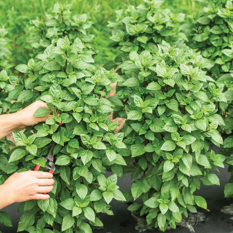 Ocimum basilicum 'Thai Towers' - Basil, Thai Towers from My Organic Table