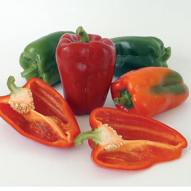 Capsicum annuum 'Ace' - Pepper, Ace from My Organic Table