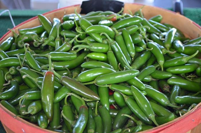 Capsicum annuum Serrano