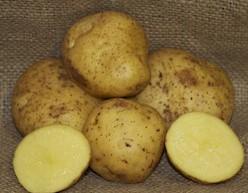 Solanum tuberosum 'Yukon Gold' - Seed Potato from My Organic Table