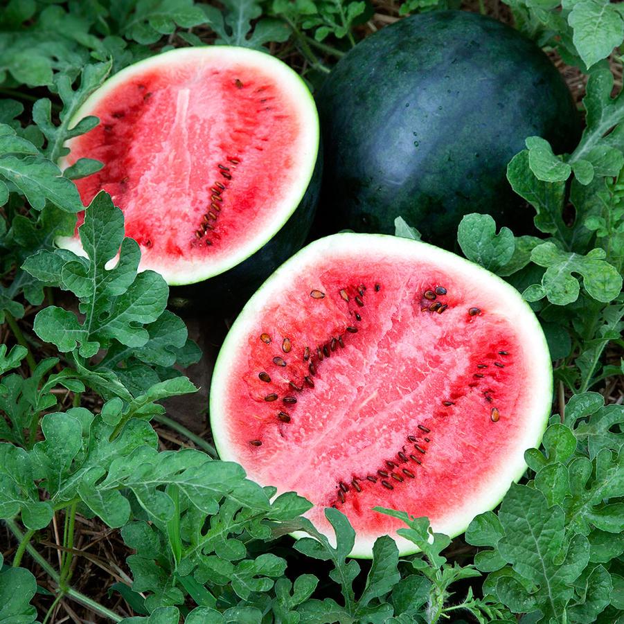 Citrullus lanatus 'Seeded - Sugar Baby' - Watermelon Seeded - Sugar Baby from My Organic Table