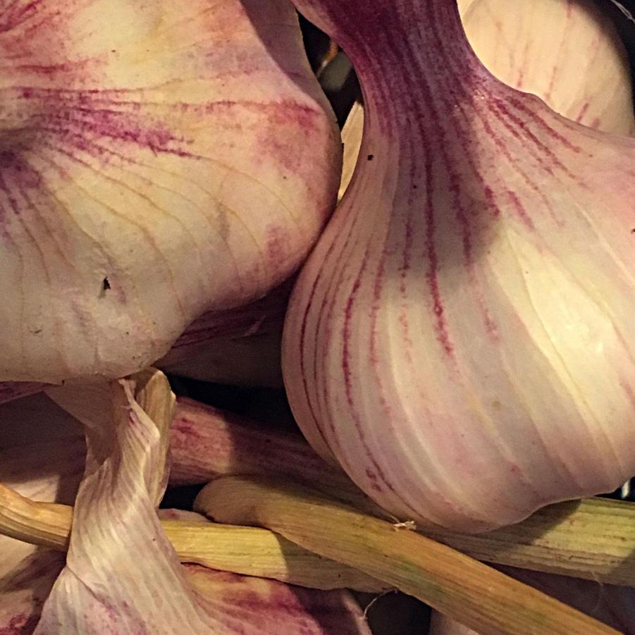 Allium sativum 'German Red (hard neck)' - Garlic, German Red (hard neck) from My Organic Table