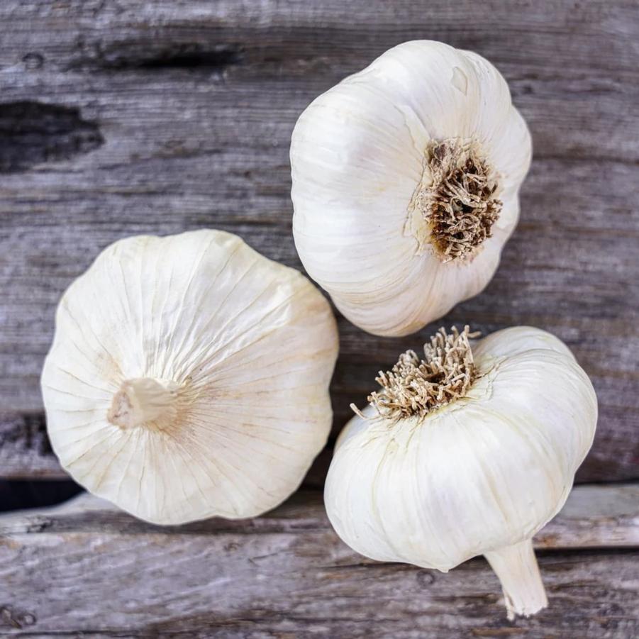 Allium sativum 'Lorz Italian (soft neck)' - Garlic, Lorz Italian (soft neck) from My Organic Table