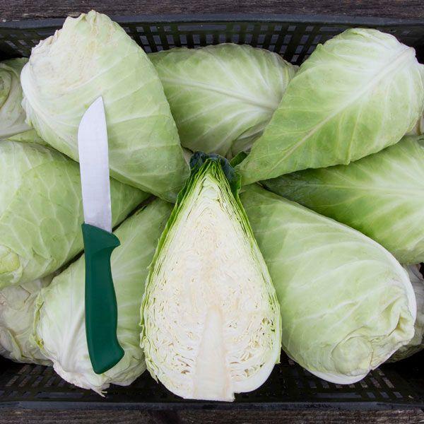 Brassica oleracea var. capitata 'Caraflex' - Cabbage, Caraflex from My Organic Table
