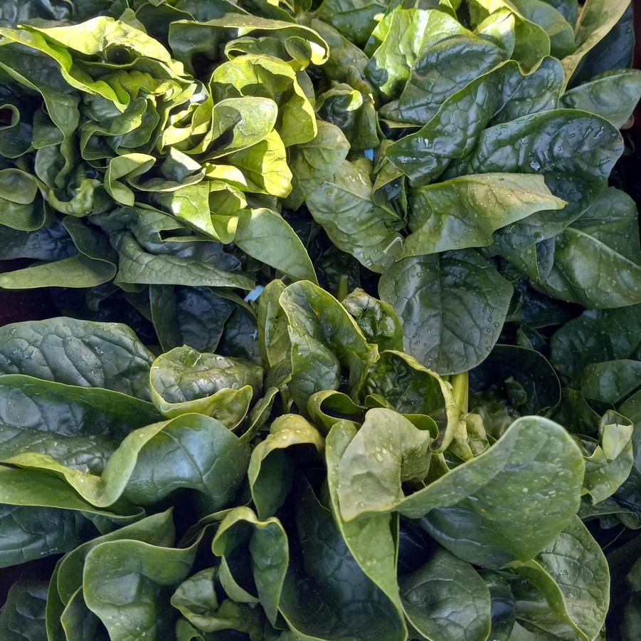 Spinacia oleracea - Spinach from My Organic Table
