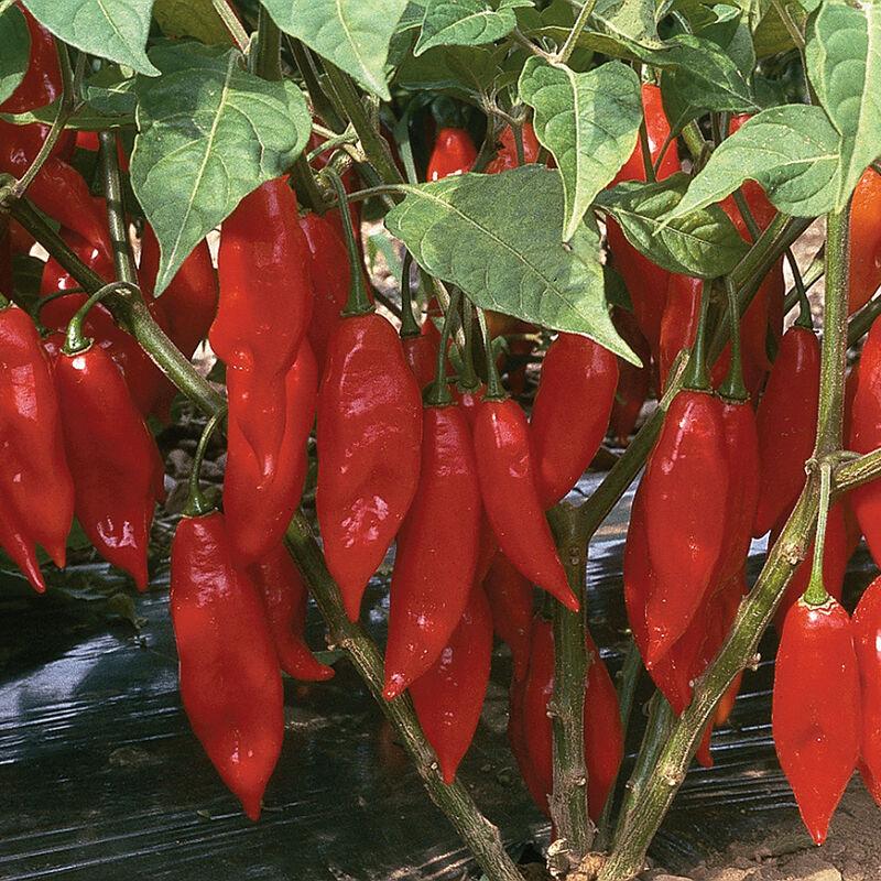 Capsicum annuum 'Red Habanero' - Pepper, Red Lantern Habernero from My Organic Table