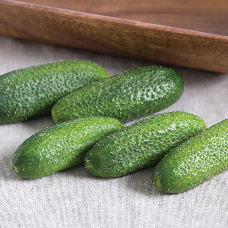 Cucumis sativus 'Adam Gerhkin' - Cucumber, Adam Gerhkin from My Organic Table