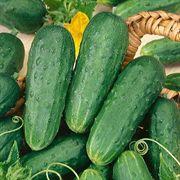 Cucumis sativus 'Kirby' - Cucumber, Kirby from My Organic Table