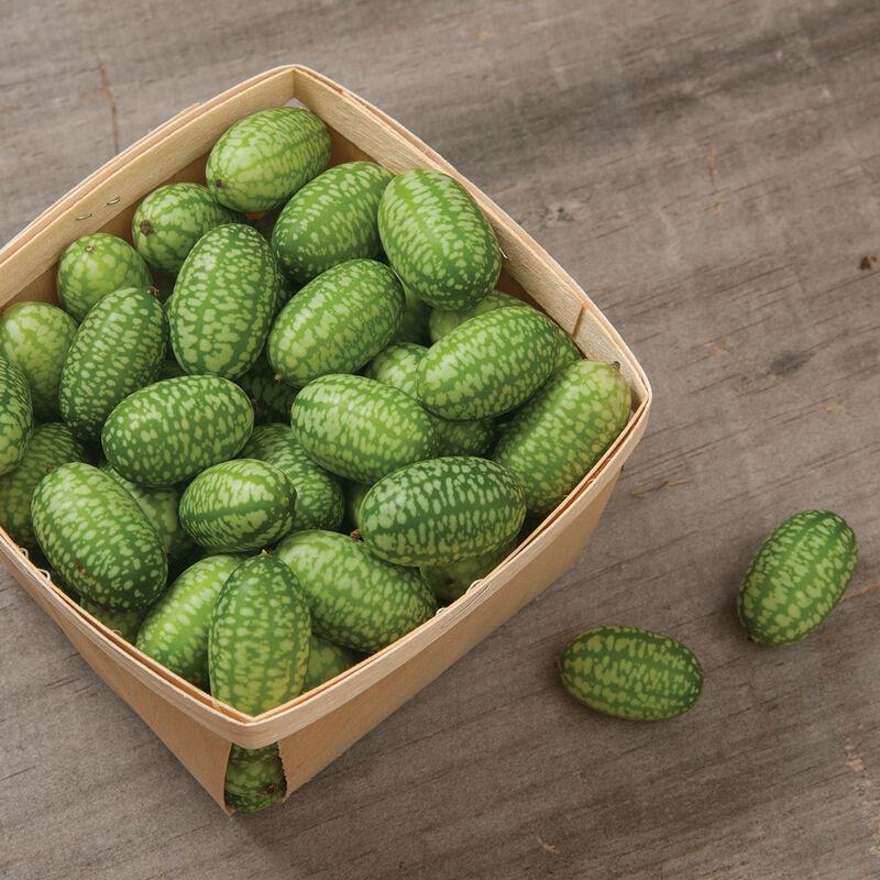 Cucumis sativus 'Mexican Sour Gherkin' - Cucumber, Mexican Sour Gherkin from My Organic Table