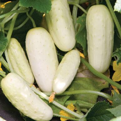 Cucumis sativus 'Salt & Pepper' - Cucumber, Salt & Pepper from My Organic Table