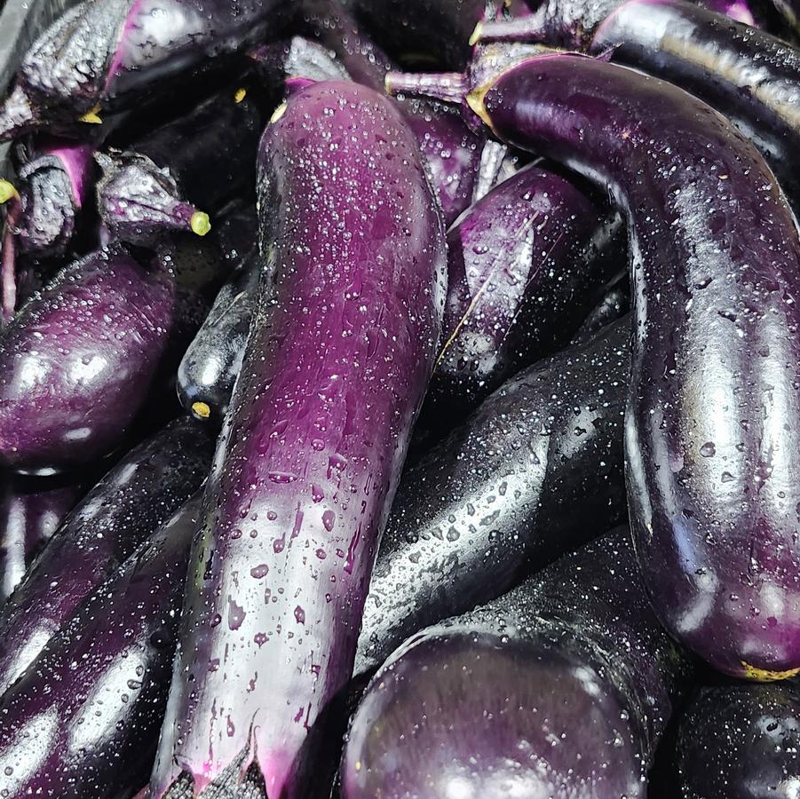 Solanum melongena 'Japanese' - Eggplant, Japanese from My Organic Table