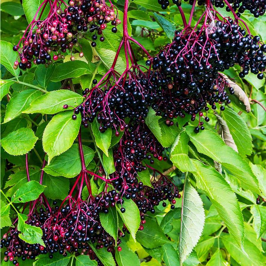 Sambucus nigra 'Marge' - Elderberry Elderberry, Marge from My Organic Table
