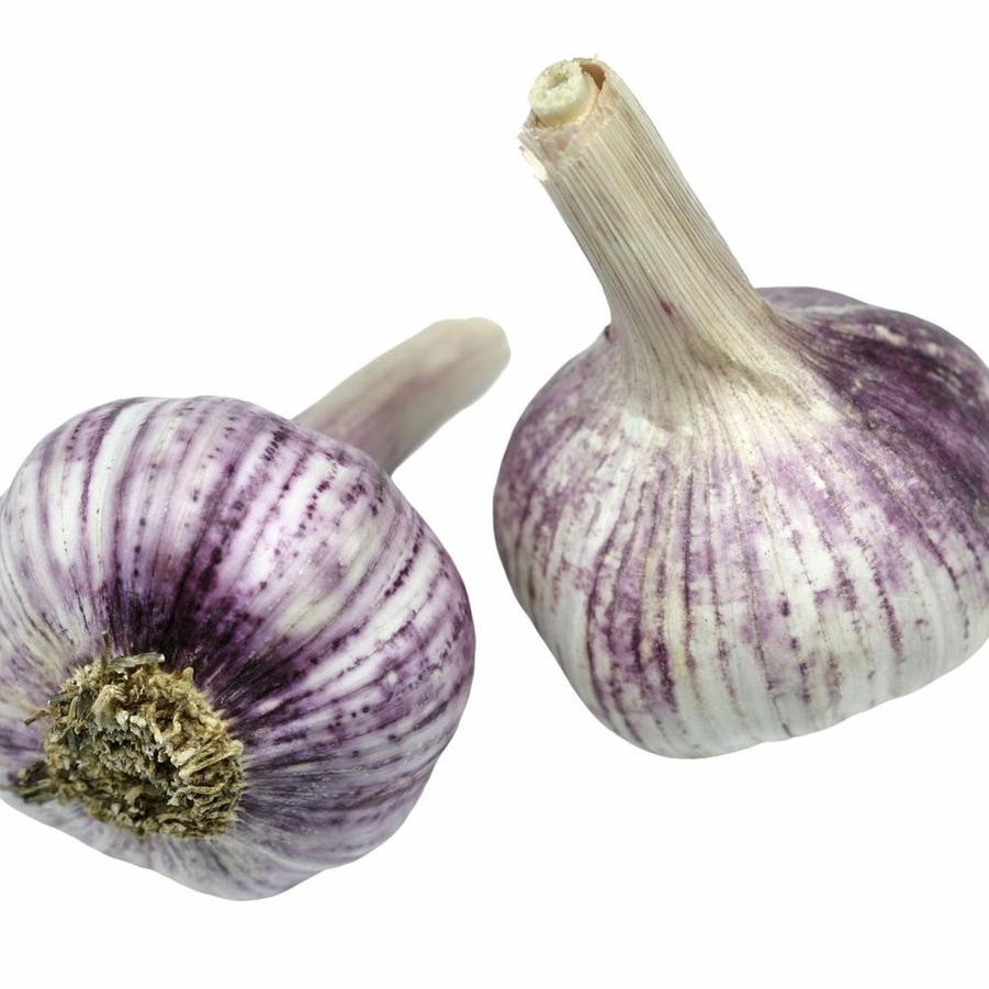 Allium sativum 'Persian Star (hard neck)' - Garlic, Persian Star (hard neck) from My Organic Table