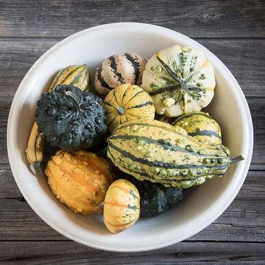 Lagenaria siceraria 'Harrowsmith Select' - Gourds, Harrowsmith Select from My Organic Table