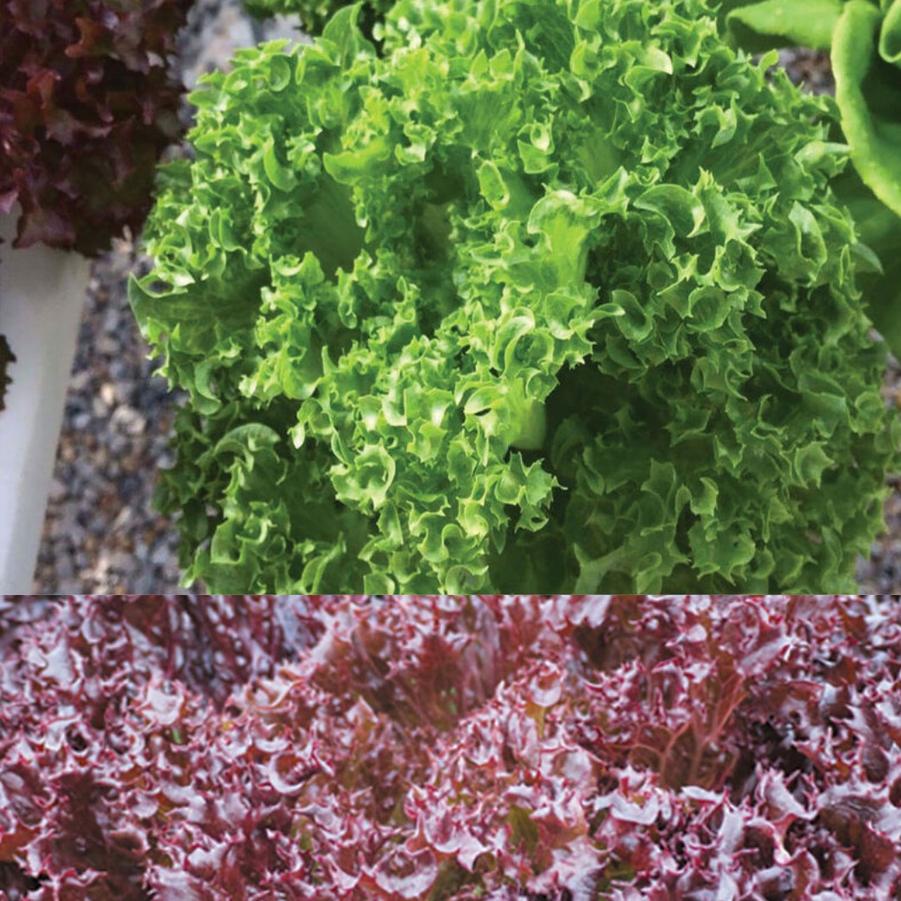 Lactuca sativa 'Crunch Leaf' - Lettuce, Crunch Leaf from My Organic Table