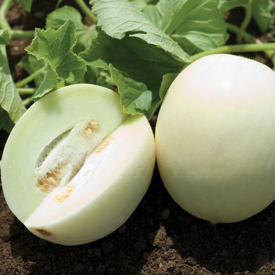 Cucumis melo 'Honeydew' - Melon, Honeydew from My Organic Table