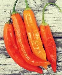 Capsicum annuum 'Aji, Amarillo' - Pepper, Aji, Amarillo from My Organic Table