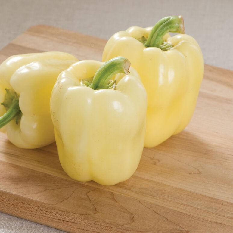 Capsicum annuum 'Bianca' - Pepper, Bianca from My Organic Table