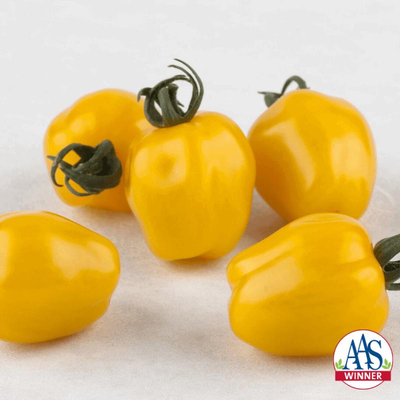 Solanum lycopersicon 'Apple Yellow' - Tomato from My Organic Table