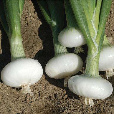 Allium cepa 'Cipollini' - Onion Cipollini from My Organic Table