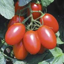 Solanum lycopersicon 'Juliet' - Tomato, Juliet from My Organic Table