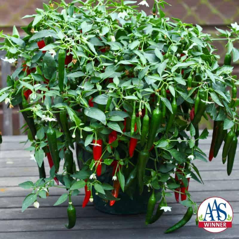 Capsicum annuum 'Cayennetta' - Pepper, Cayennetta from My Organic Table