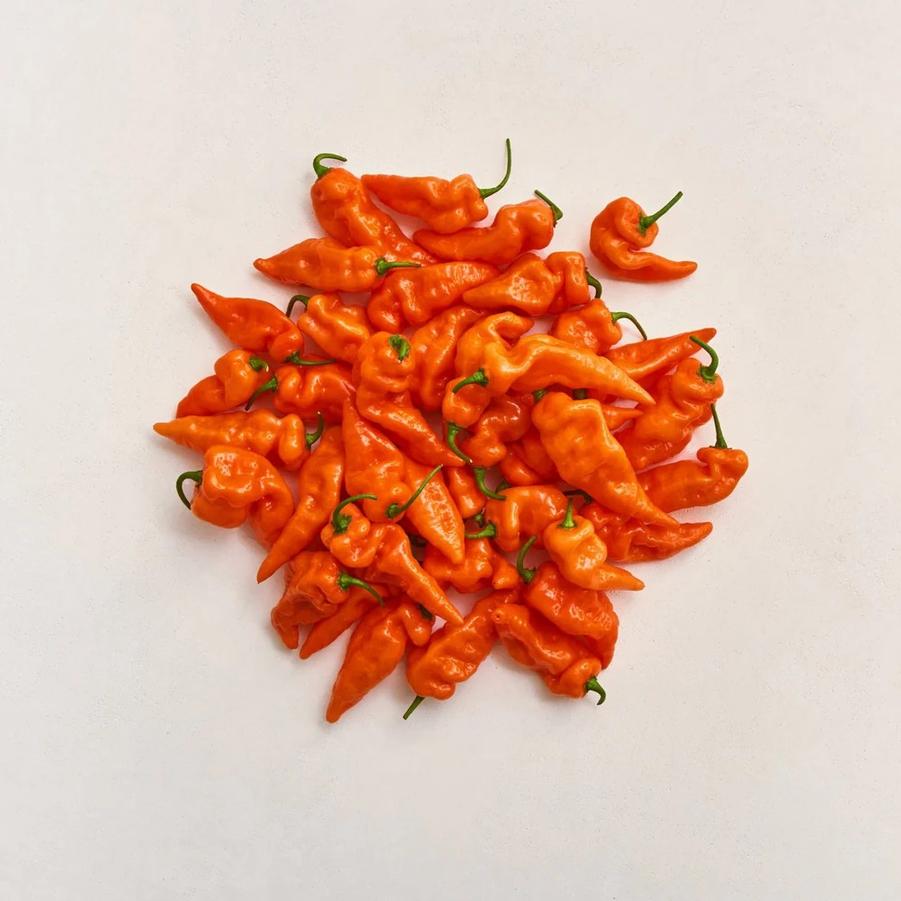 Capsicum annuum 'Habanada' - Pepper, Habanada from My Organic Table
