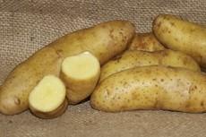 Solanum tuberosum 'Fingerling' - Potato, Fingerling from My Organic Table