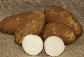 Solanum tuberosum 'Russet' - Potato, Russet from My Organic Table