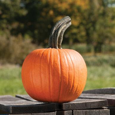 Cucurbita pepo 'Cinnamon Girl' - Pumpkin, Cinnamon Girl from My Organic Table