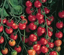 Solanum lycopersicon 'Super Sweet 100' - Tomato from My Organic Table