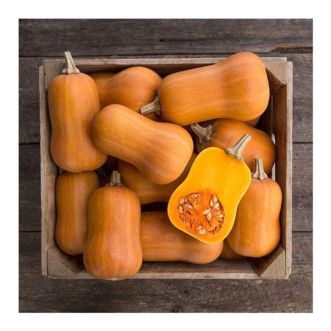 Cucurbita maxima 'Butterscotch, Butternut' - Squash, Butterscotch, Butternut from My Organic Table
