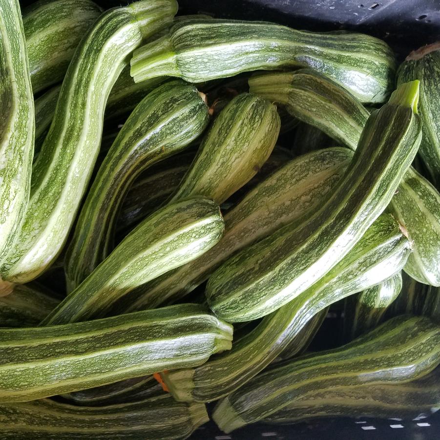 Cucurbita maxima 'Costada Romanesco' - Squash, Costada Romanesco from My Organic Table