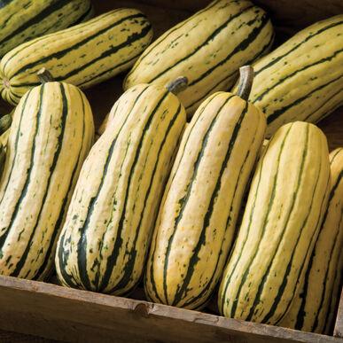 Cucurbita maxima 'Delicata' - Squash, Delicata from My Organic Table