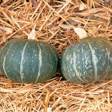 Cucurbita maxima 'Kabocha' - Squash, Kabocha from My Organic Table