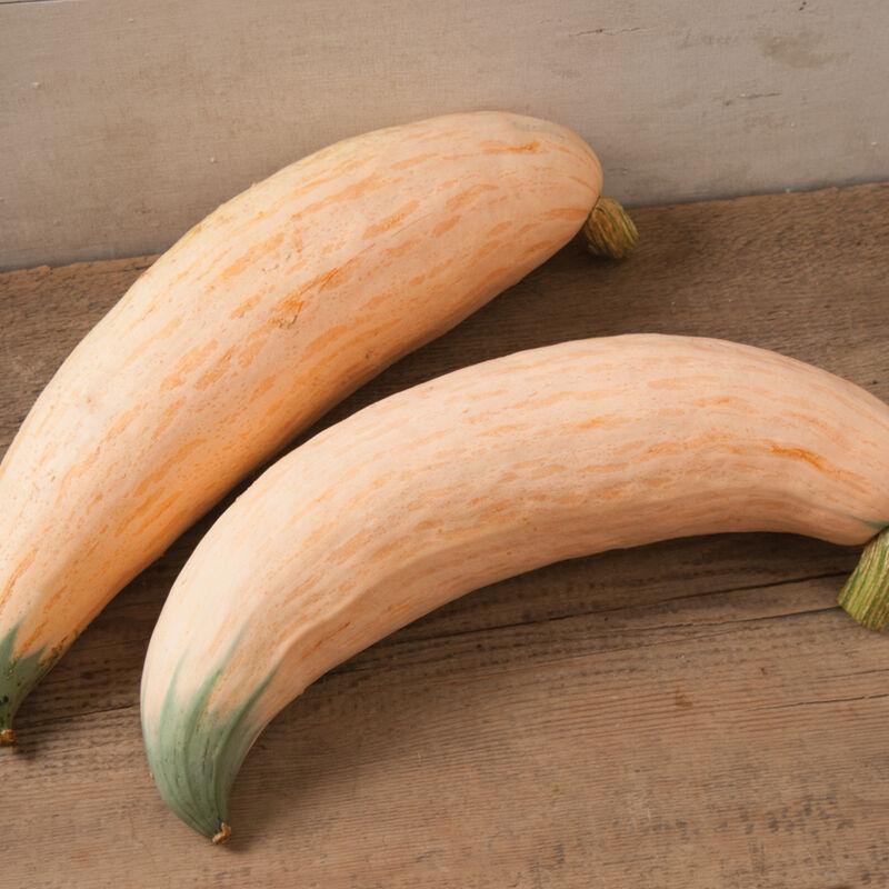 Cucurbita maxima 'North Georgia Candy Roaster' - Squash, North Georgia Candy Roaster from My Organic Table