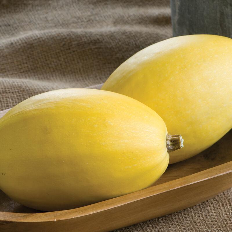 Cucurbita maxima 'Sphagetti' - Squash, Sphagetti from My Organic Table
