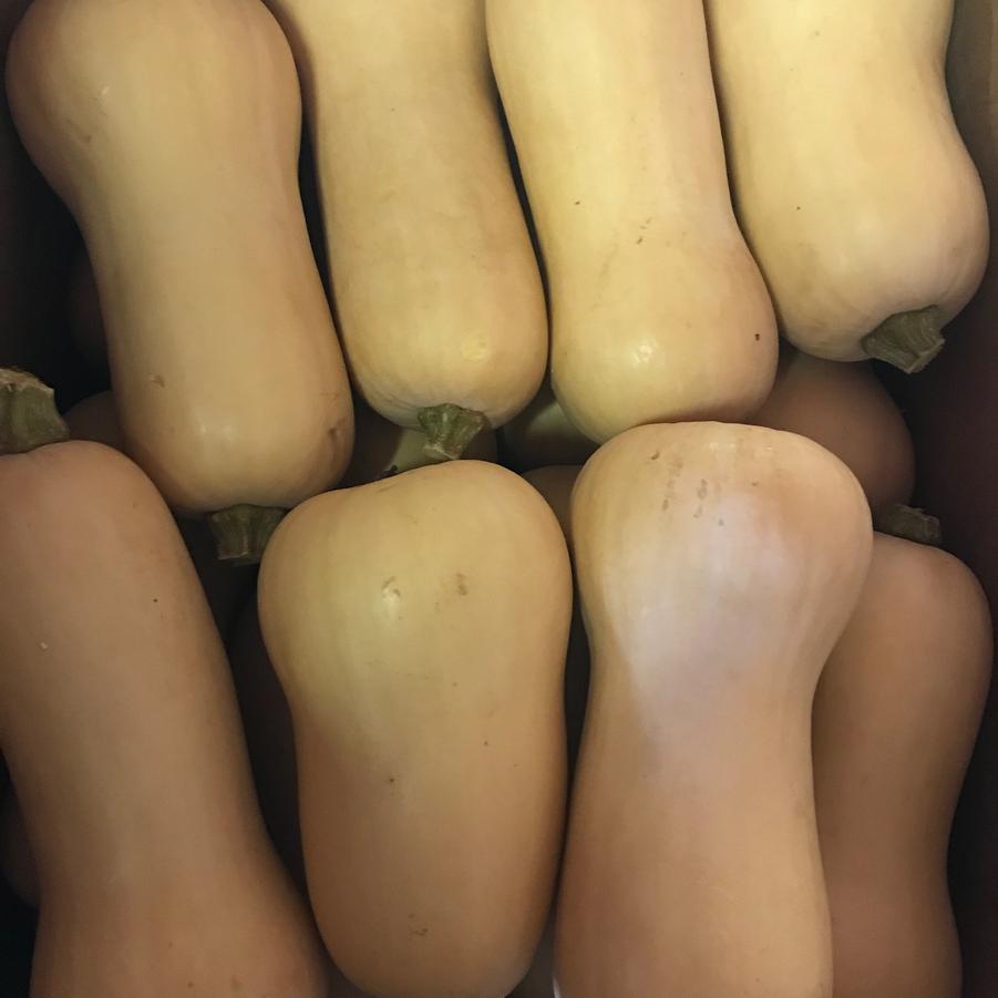 Cucurbita maxima 'Waltham Butternut' - Squash, Waltham Butternut from My Organic Table