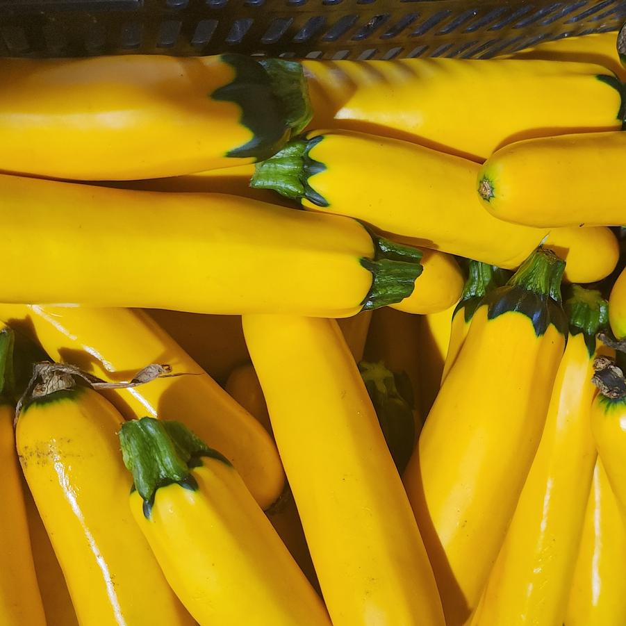 Cucurbita pepo 'Zucchini, Golden' - Squash, Zucchini, Golden from My Organic Table