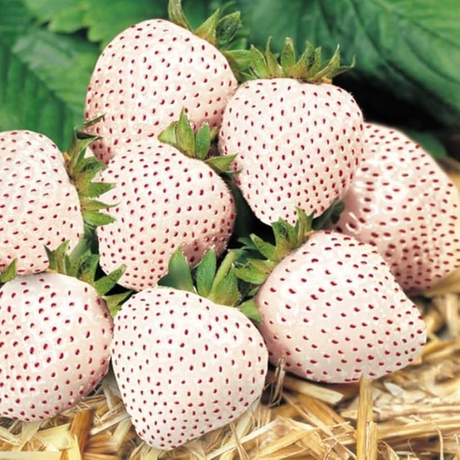 Fragaria ananassa 'Flamingo Pink' - Srawberry, Flamingo Pink from My Organic Table