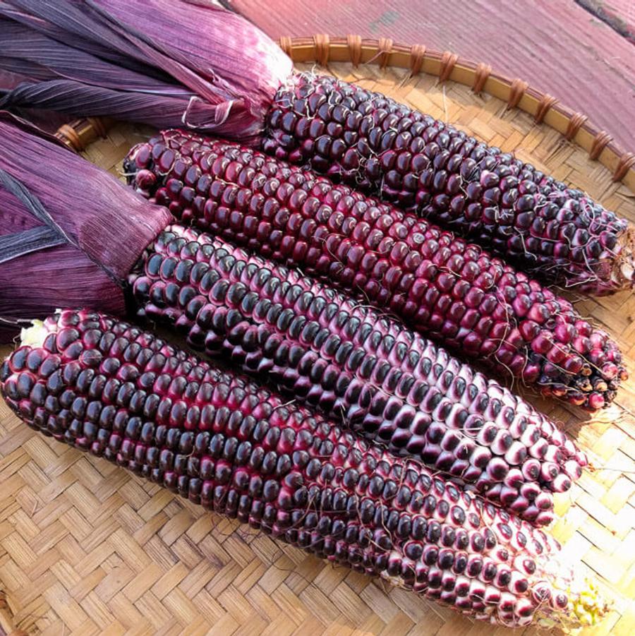 Zea mays 'Double Red' - Sweet Corn, Double Red from My Organic Table